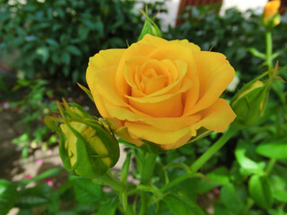 Yellow rose on a background of green foliage