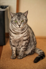 床に座っているサバトラ猫