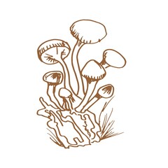 mushrooms vector graphics hand drawn. Print textile illustration background set patern seamless, coloring engraving vintage retro collection forest nature food
