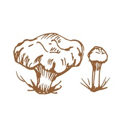 mushrooms vector graphics hand drawn. Print textile illustration background set patern seamless, coloring engraving vintage retro collection forest nature food
