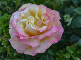 Blooming roses in the summer garden. Gloria variety