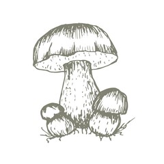 mushrooms vector graphics hand drawn. Print textile illustration background set patern seamless, coloring engraving vintage retro collection forest nature food
