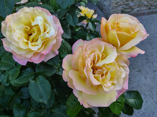 Rose bush in the summer garden. Gloria variety