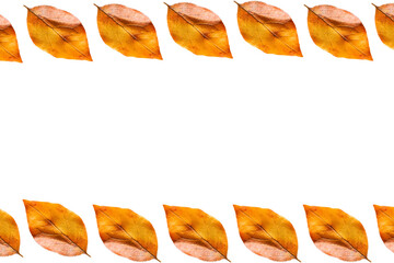Naklejka premium autumn leaves from a tree on a white background. pattern