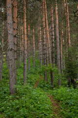 Obraz premium Early summer morning in a pine forest