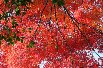 真っ赤に色づいた日本楓の紅葉
