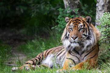 Naklejka na ściany i meble A tiger is resting in the forest