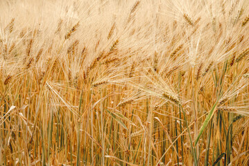 Ripe dry ears of wheat