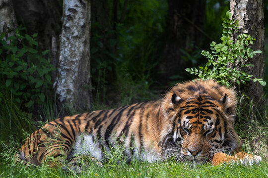 A tiger is resting in the forest