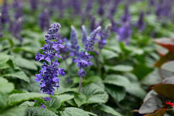 Close up of incredible purple flowers in modern greenhouse with climate control system for cultivation of flowers. Concept of large light greenhouse with a lot of seedlings and flowers. 