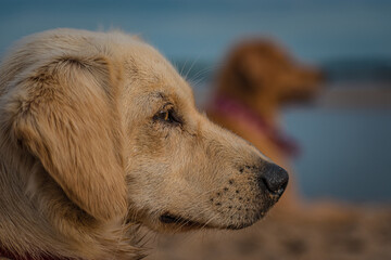 Perro mirando hacia el horizonte