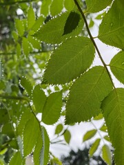 Rosenblätter nach dem Regen