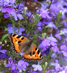 A close-up of a small tortoiseshell butterfly on blue trailing lobelia flowers in the garden. Selective focus.