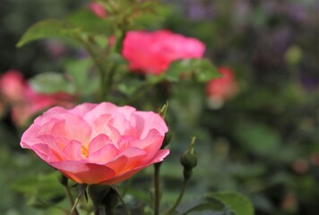 Beautiful, amazing pink rose blooming in the garden. The species of this shrub rose is Easy Elegance, and the color is called Sunrise Sunset. Selective focus.