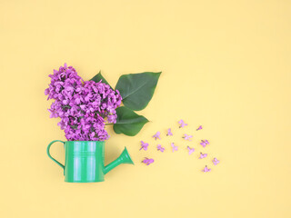 Bouquet of lilac flowers in a watering can.
A bouquet of lilac flowers in a watering can lies on a yellow background with space for text, close-up top view.