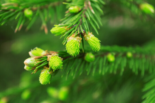 green conifer tips close up. quality photo