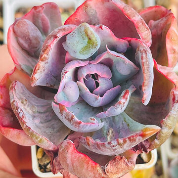 Colorful Echeveria Beyonce. Rare succulent plants, top view succulent background