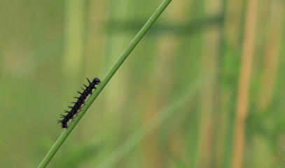 The caterpillar of the Peacock Butterfly (Aglais io)