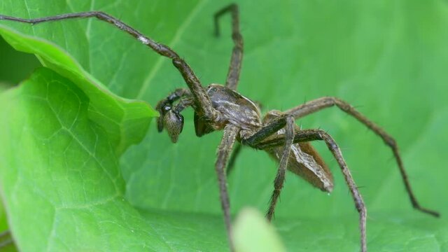 Male of Nursery Web Spider, Pisaura mirabilis