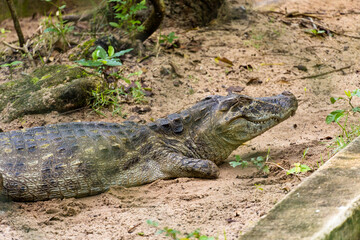 Fototapeta premium Alligator (jacaré do papo amarelo) in the park in Rio de Janeiro, Brazil.