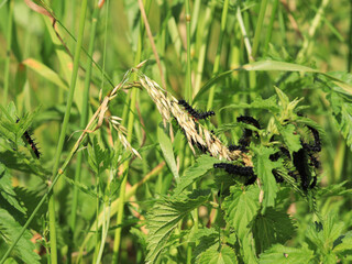The caterpillar of the Peacock Butterfly (Aglais io)