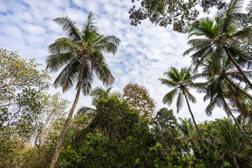 Obraz na płótnie Canvas Palms background. Rainforest. Jungles. Thickets of dense green plants. The lush flora of the tropics. Palms, trees, creepers on blue sky.