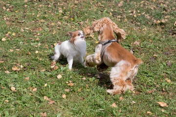 Naklejka na ściany i meble Chihuahua puppy and cavalier king charles spaniel puppy are playing on a green grass in the autumn park. Pet animals.