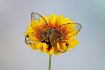 Amber Glass Wing Butterfly sitting on yellow flower.