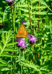 butterfly on flower