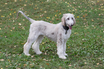 Afghan hound puppy is standing in the autumn park. Eastern greyhound or persian greyhound. Pet...
