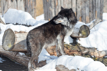 Wild black canadian wolf is standing on a white snow and looking away. Canis lupus pambasileus.