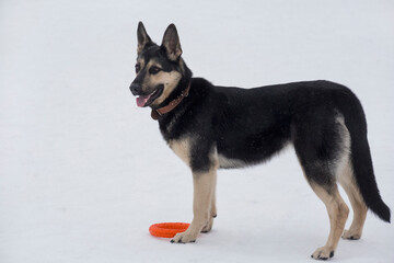 East european shepherd is standing on a white snow in the winter park with his toy. Pet animals.