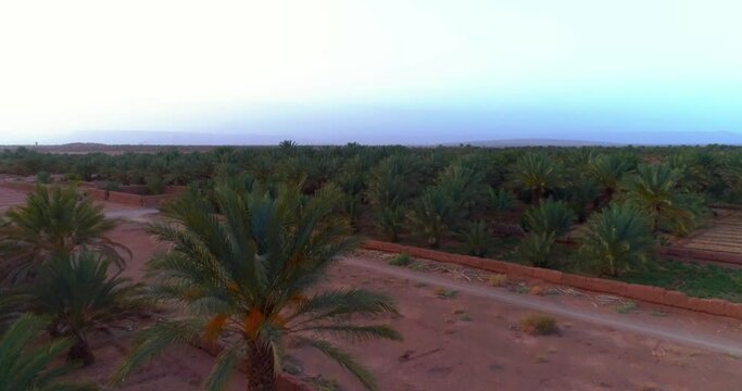 Palm Tree Forest In Morocco , zagora Drone shot 