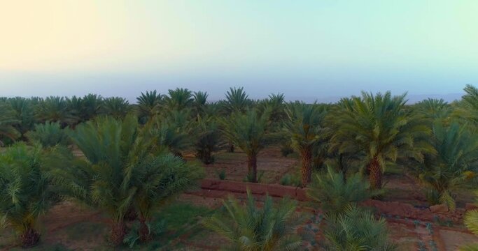 Palm Tree Forest In Morocco , Aerial view 