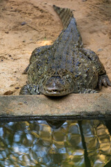 Alligator (jacaré do papo amarelo) in the park in Rio de Janeiro, Brazil.