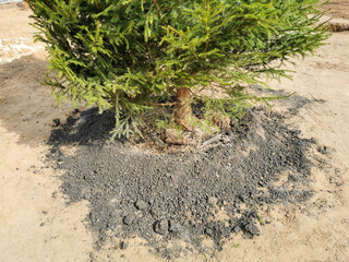 Tree transplanting, planting large coniferous trees, selective focusing