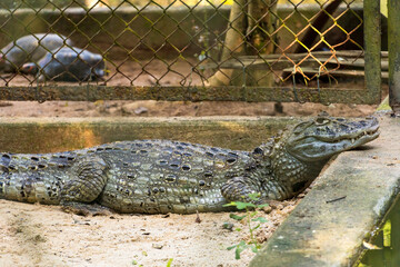 Alligator (jacaré do papo amarelo) in the park in Rio de Janeiro, Brazil.
