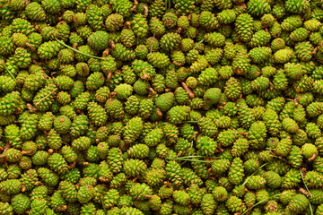 background of many green pine cones