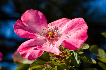 Close up vivid pink blooming wild rose against a dark blue and green background