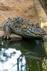 Fototapeta premium Alligator (jacaré do papo amarelo) in the park in Rio de Janeiro, Brazil.