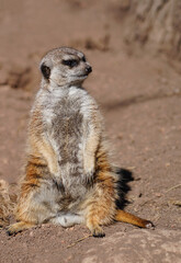 View of a meerkat (suricate Suricata suricatta) standing up
