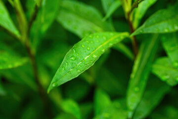 water drop on a green wet leaf after rain