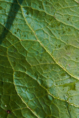 green leaf texture