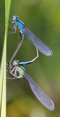 DRAGONFLY IN LOVE
