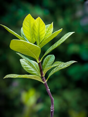 Fototapeta premium close up of green leaves