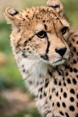 Obraz na płótnie Canvas Portrait of a cheetah.