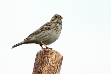 The corn bunting (Emberiza calandra) sitting on the grean  branch. Not common, but very rear big songbird.