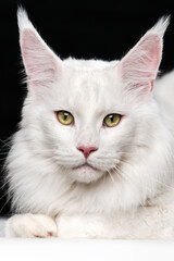 White cat breed Maine Coon Cat. Domestic animal lying and looking at camera on black and white background. Portrait of longhair American Forest Cat.