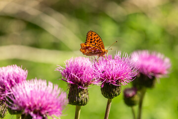 Close-up of an Argynnis aglaja butterfly on a flower