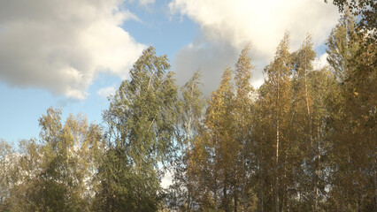 Treetops sway gusts of strong wind. Landscape with birch tree heads in windy weather in autumn....